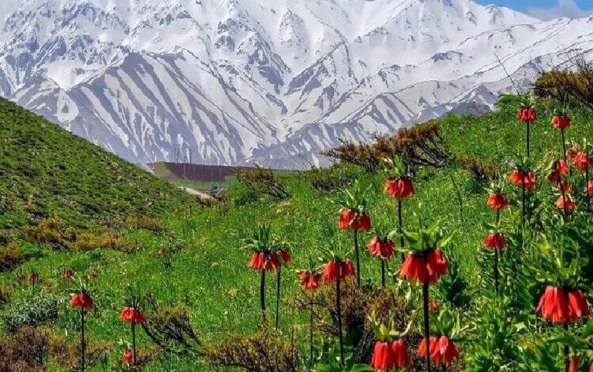 لاله های واژگون